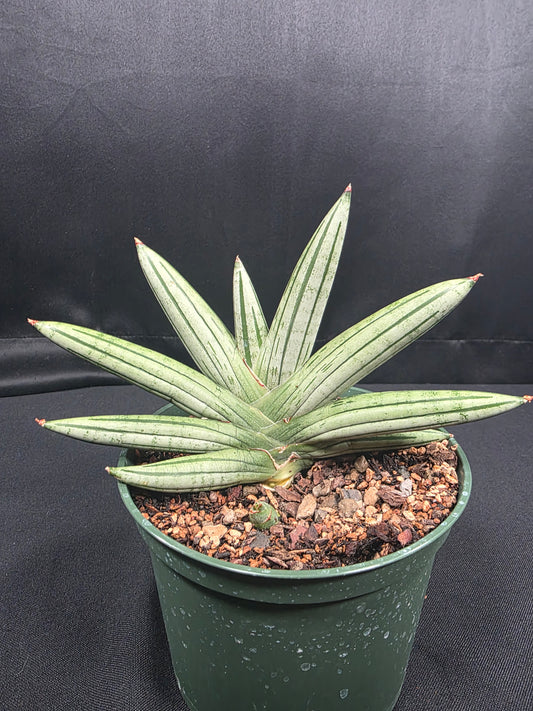 Sansevieria Fatman