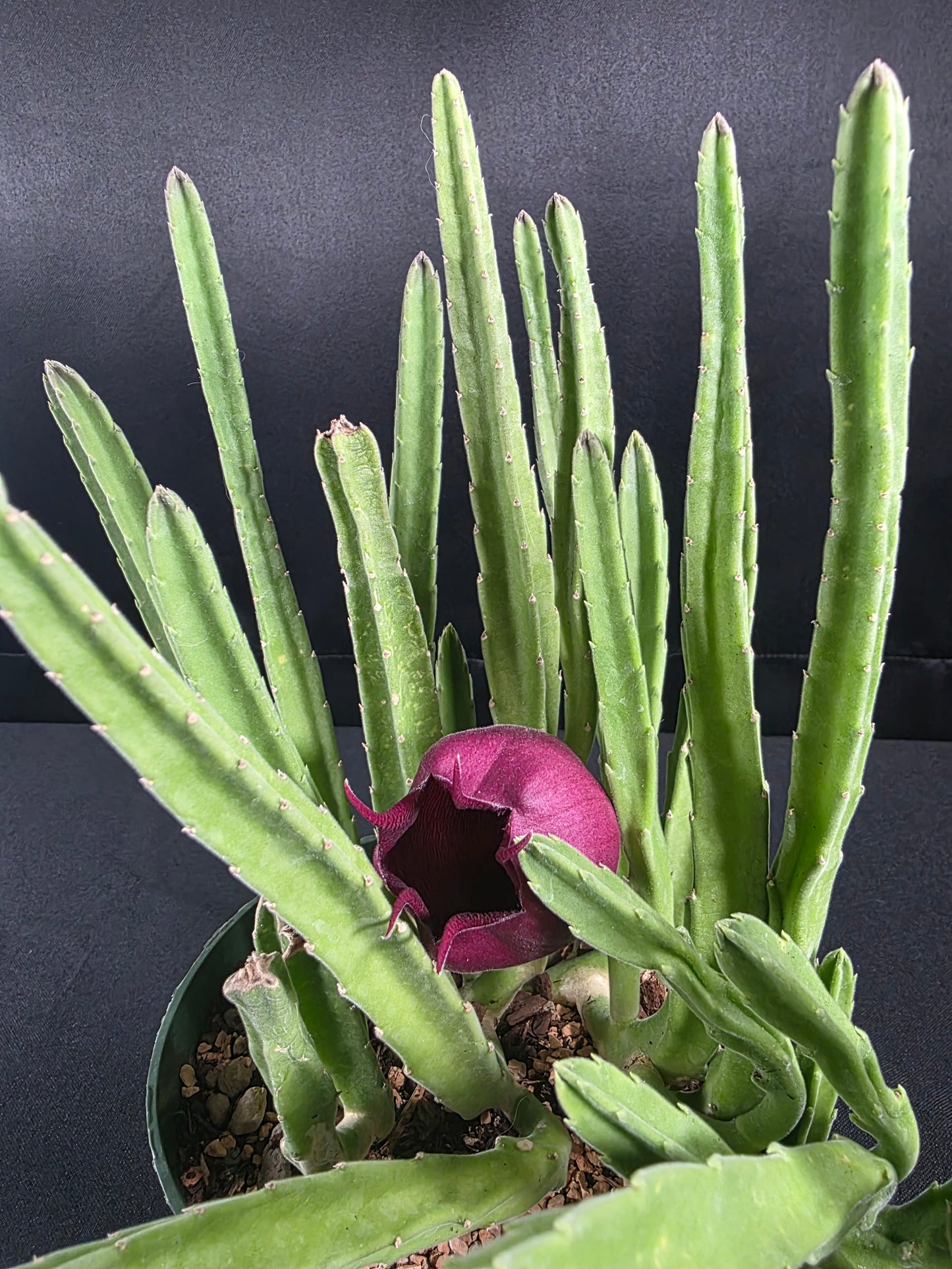 Stapelia leendertziae