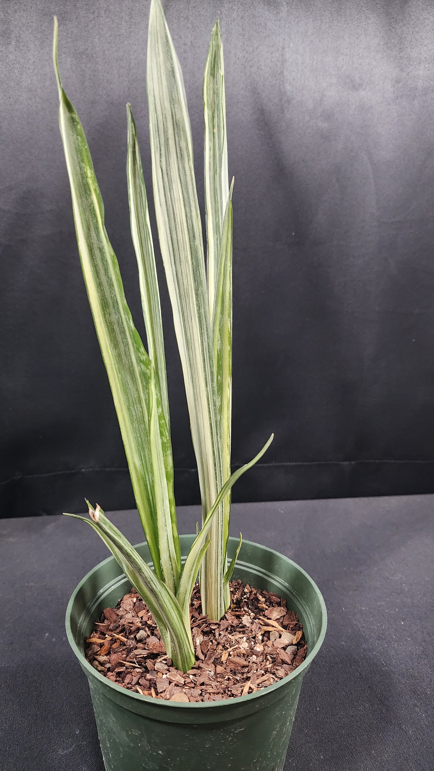 Sansevieria bantel's sensation