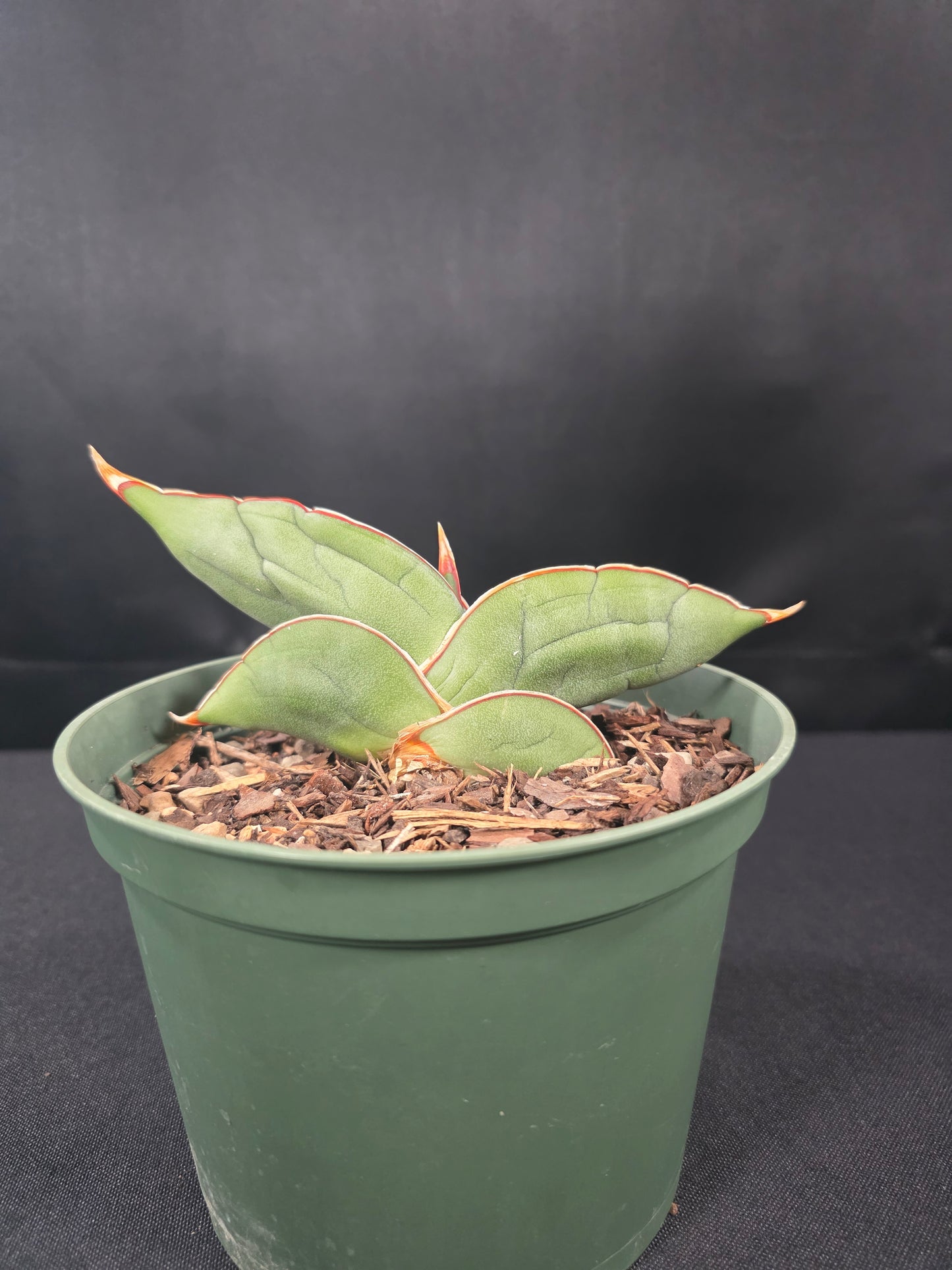 Sansevieria banana