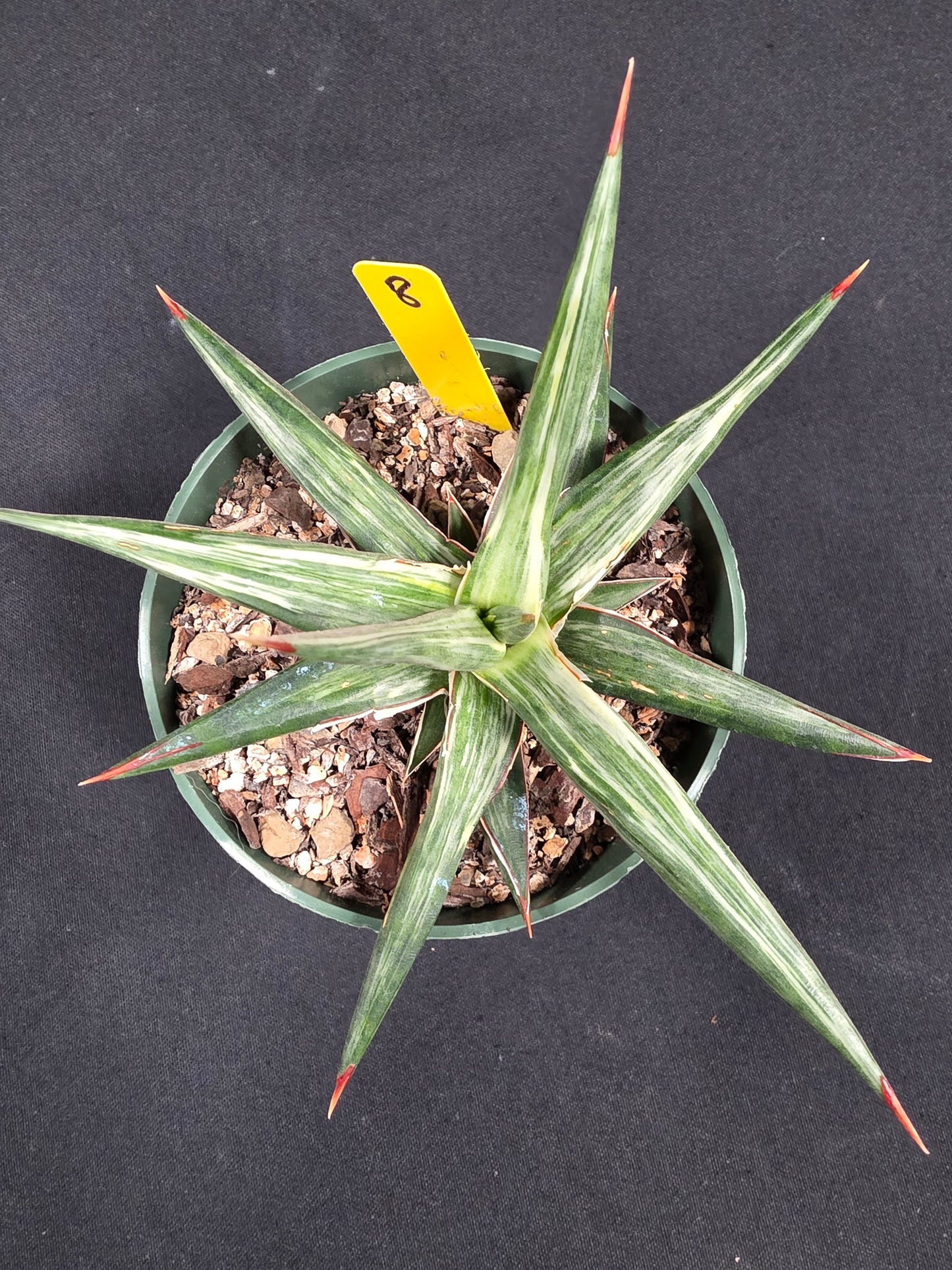 Sansevieria all night star