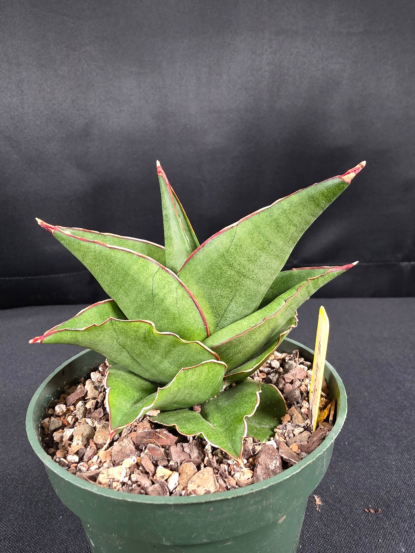 Sansevieria brother