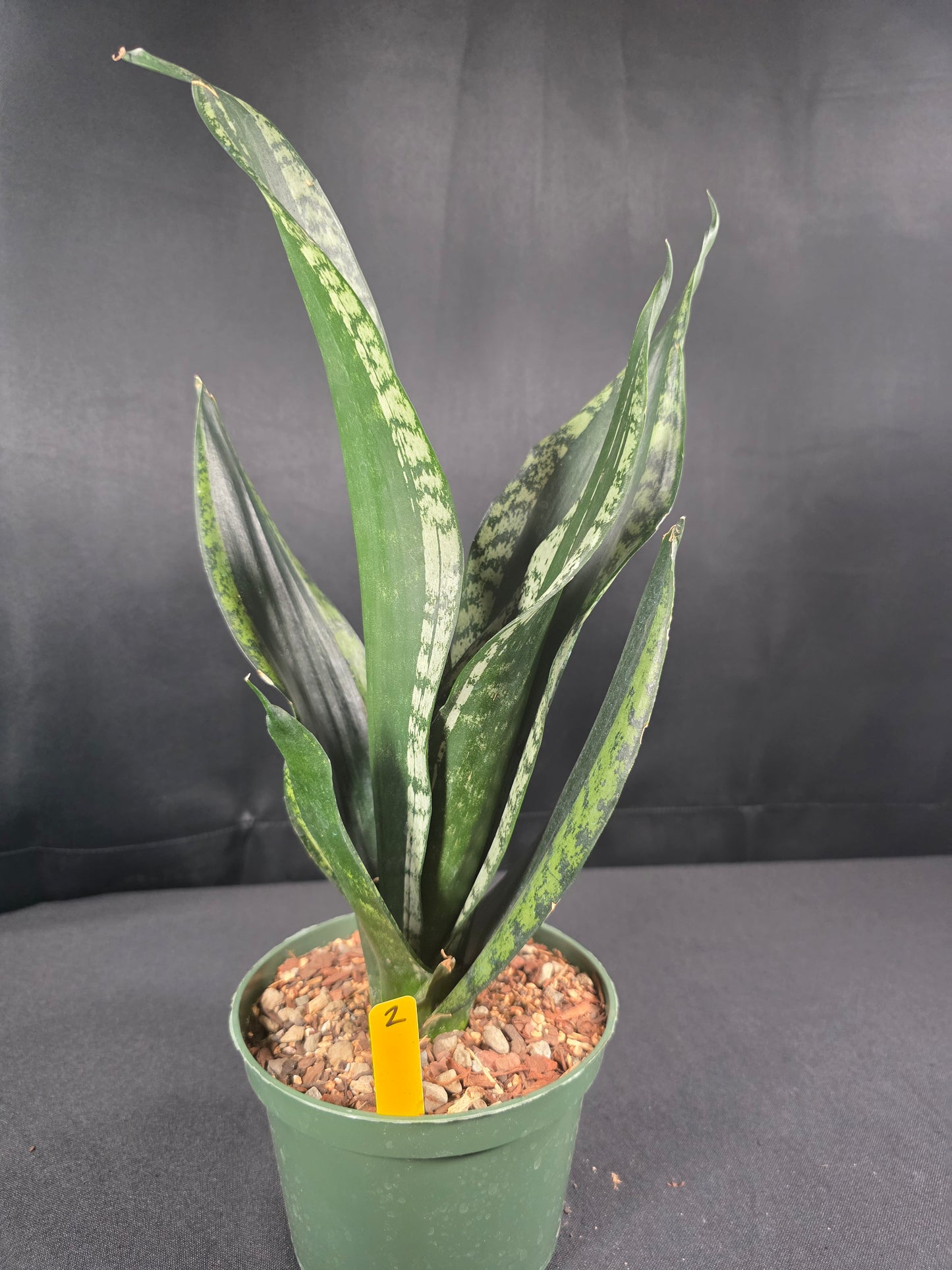 Sansevieria whitney