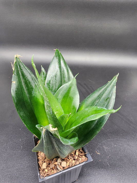 Sansevieria 'Black dragon'