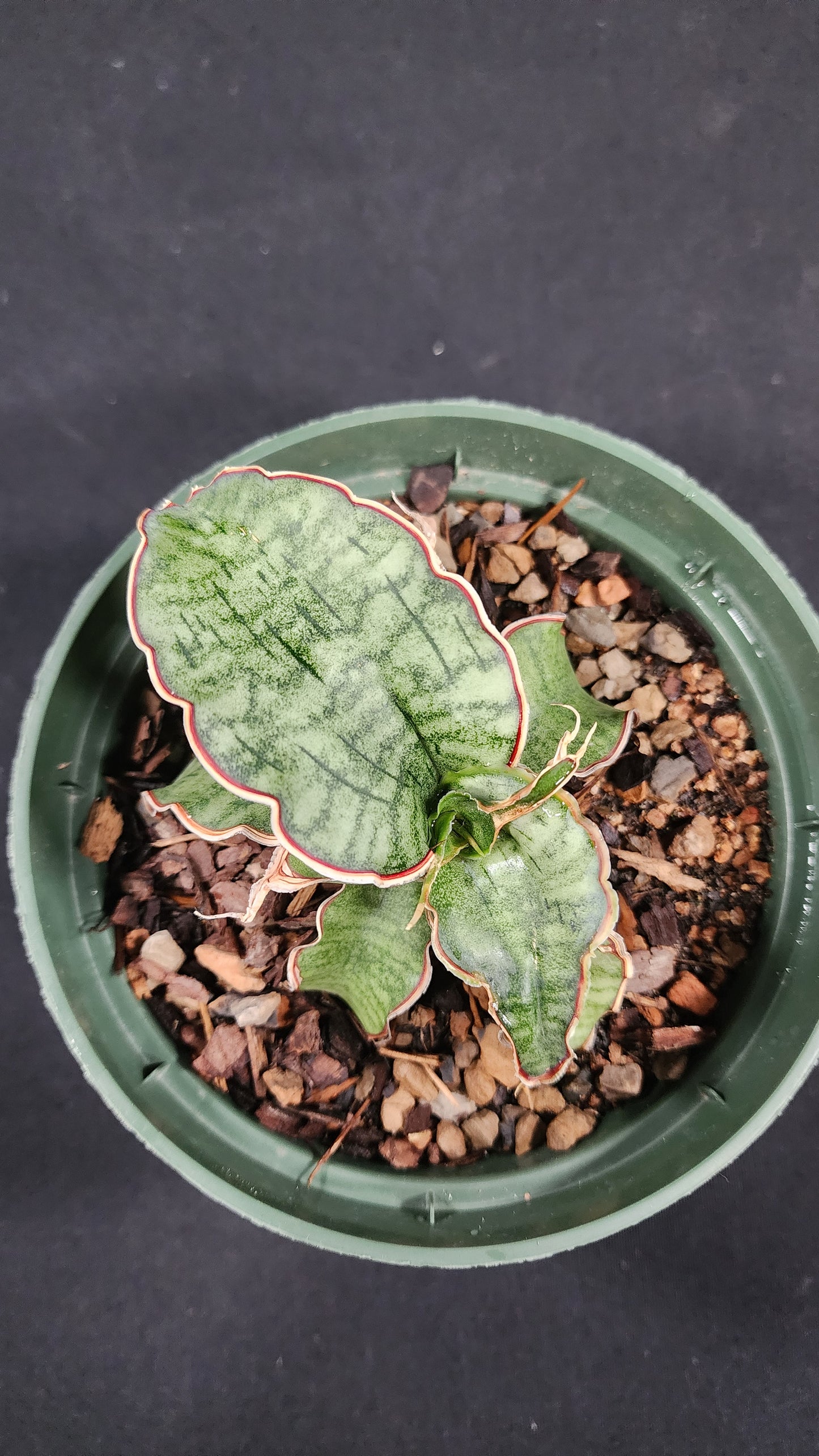 Sansevieria silver blue