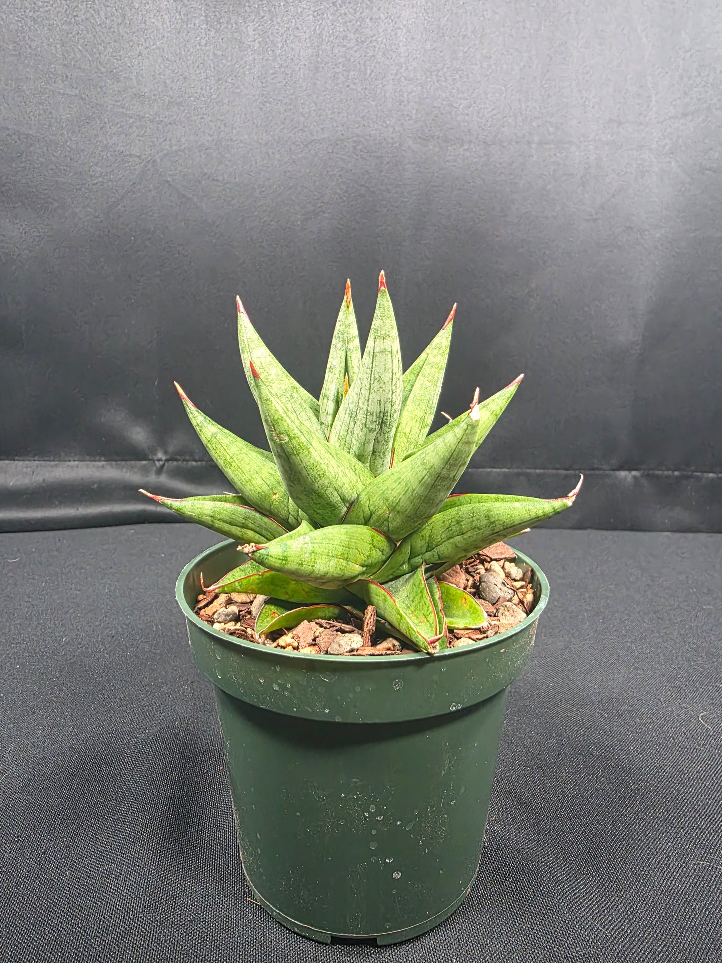 Sansevieria Snow Lotus