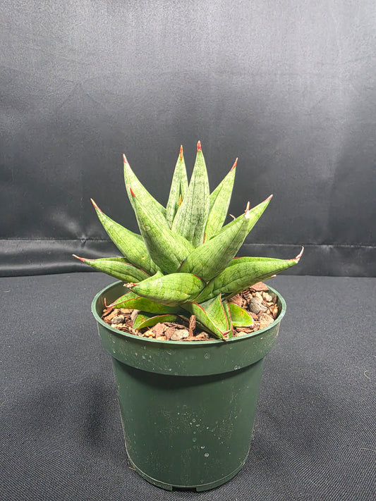 Sansevieria Snow Lotus