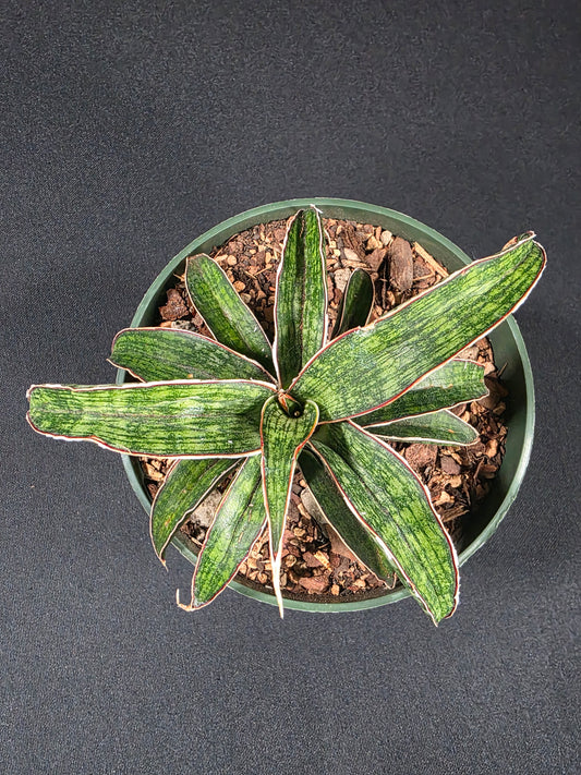 Sansevieria fitria 01