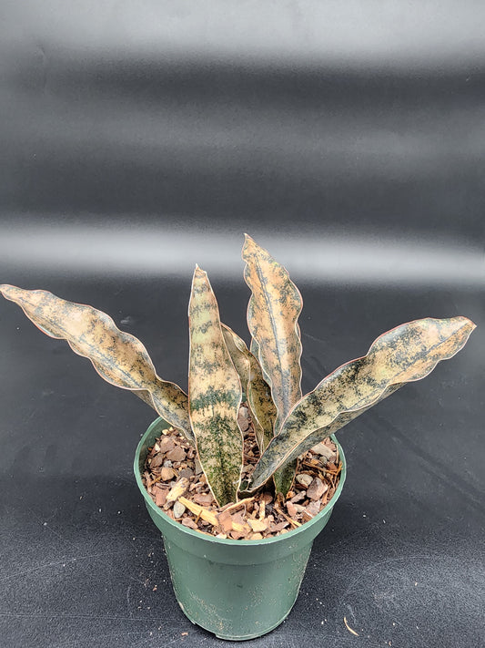 Sansevieria coppertone