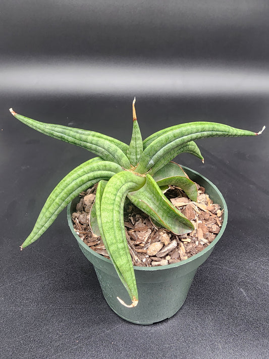 Sansevieria patens spider