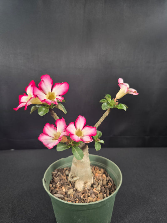 Dwarf Adenium