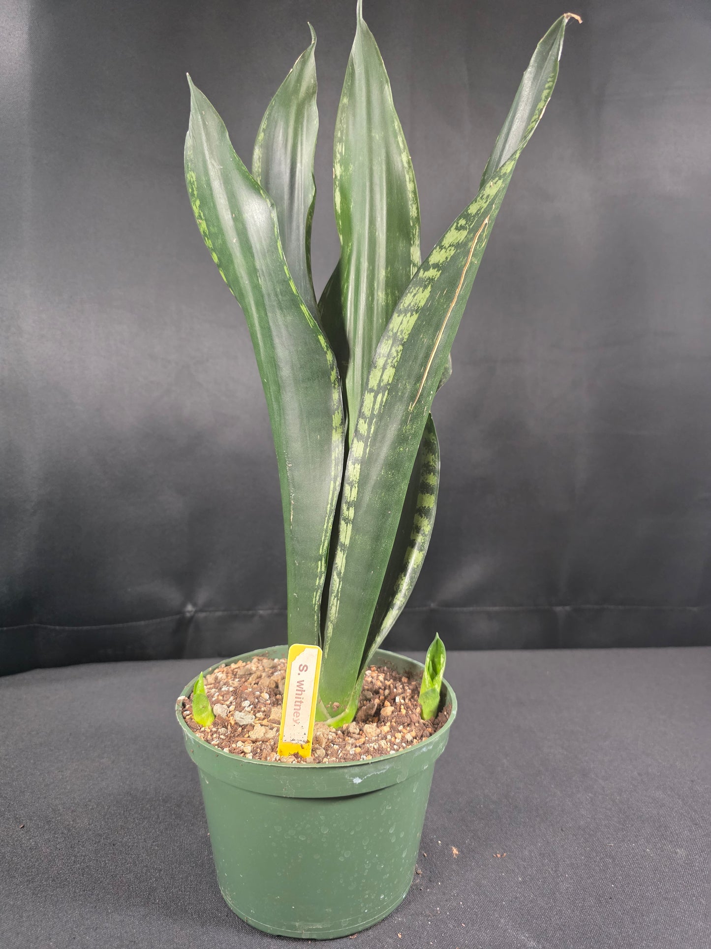 Sansevieria whitney