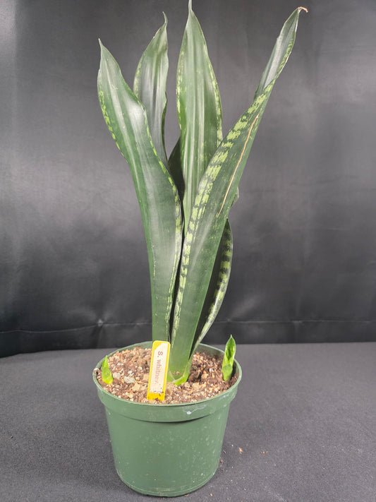 Sansevieria whitney