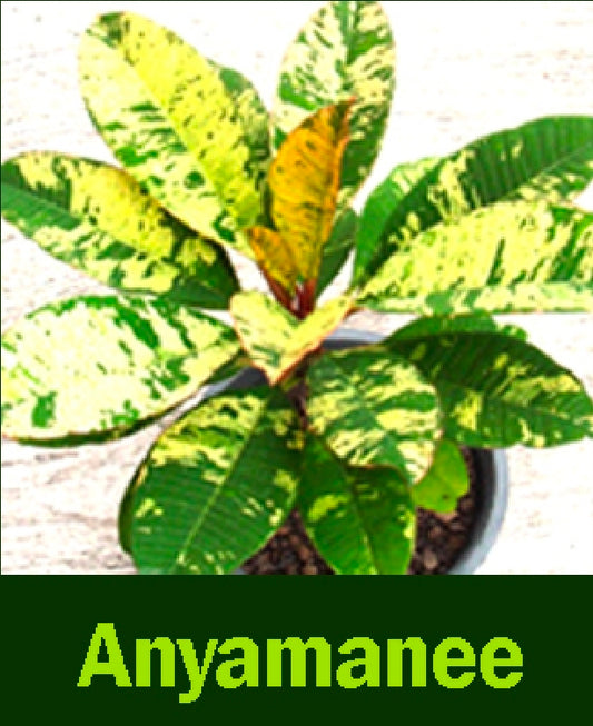 Anyamanee