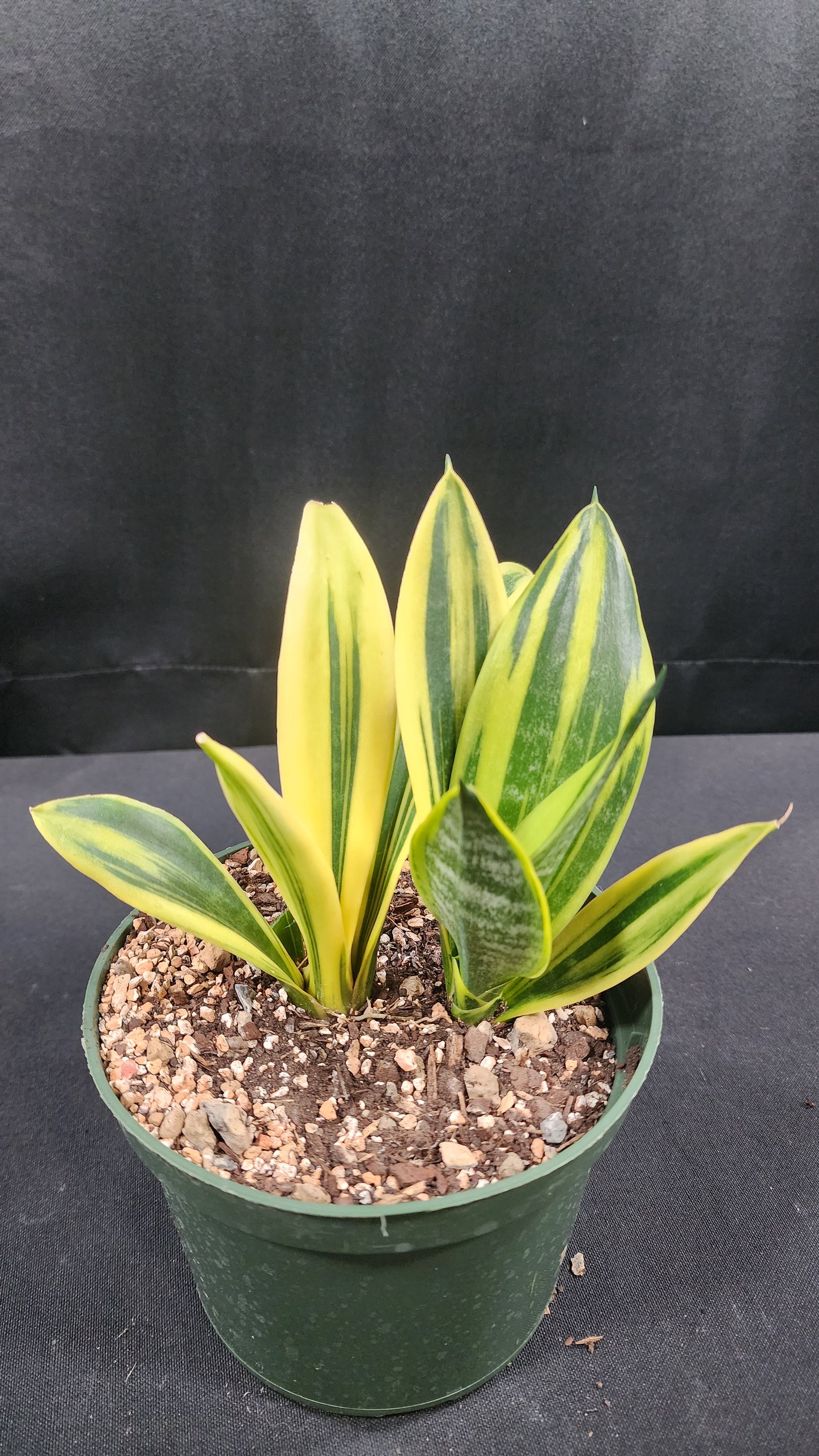 Sansevieria flame