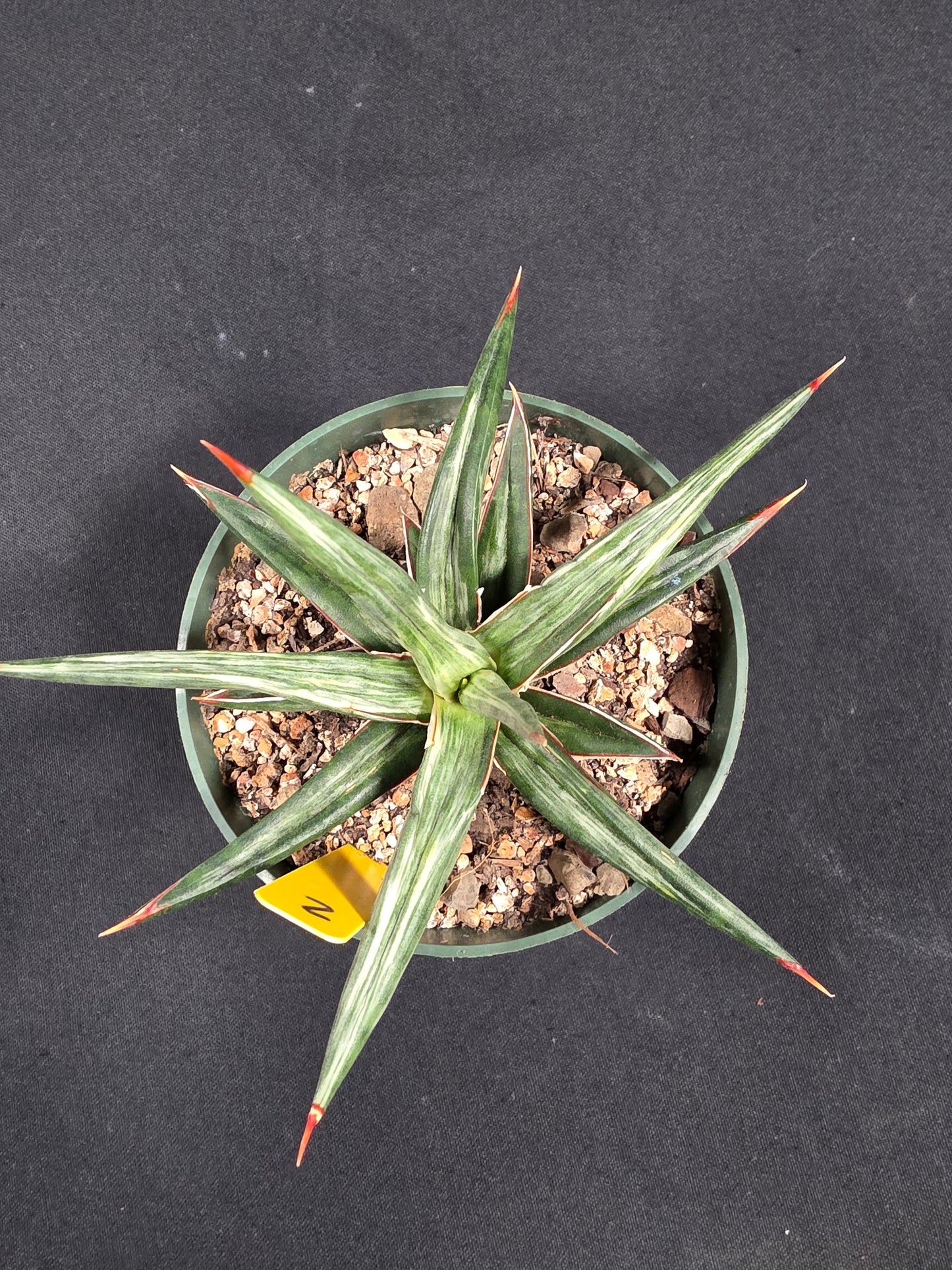 Sansevieria all night star