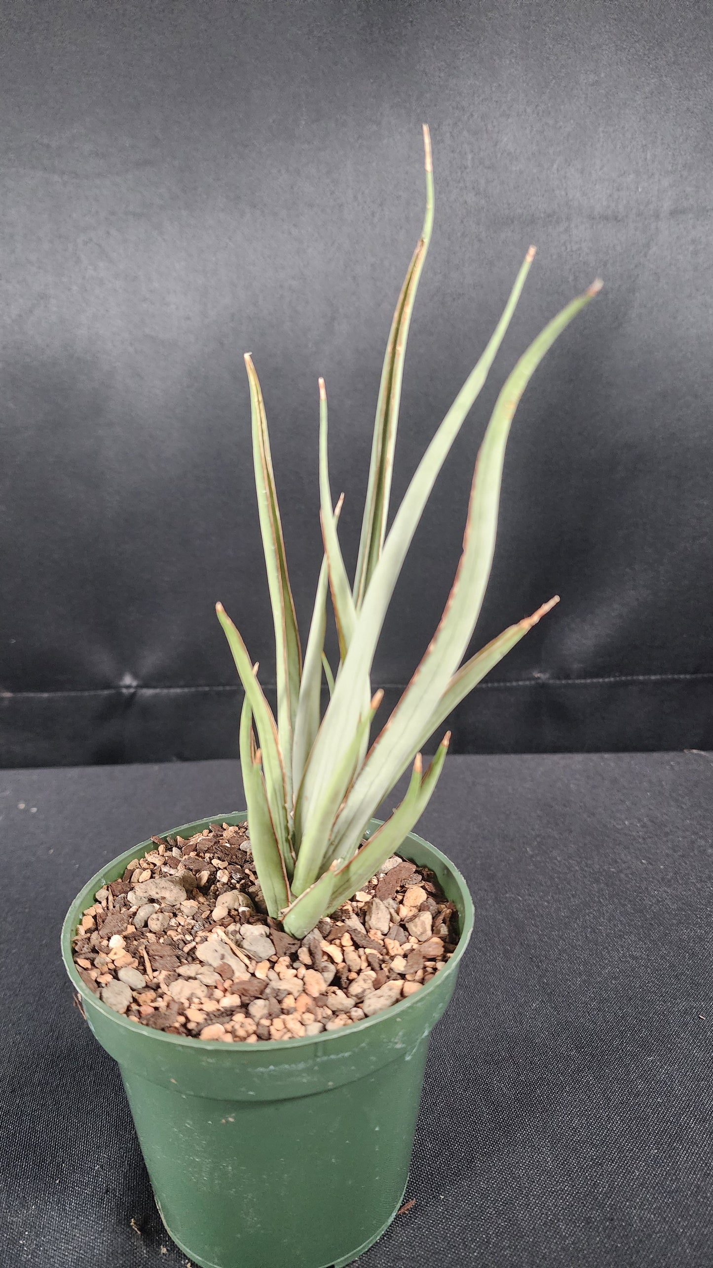 Sansevieria stromi