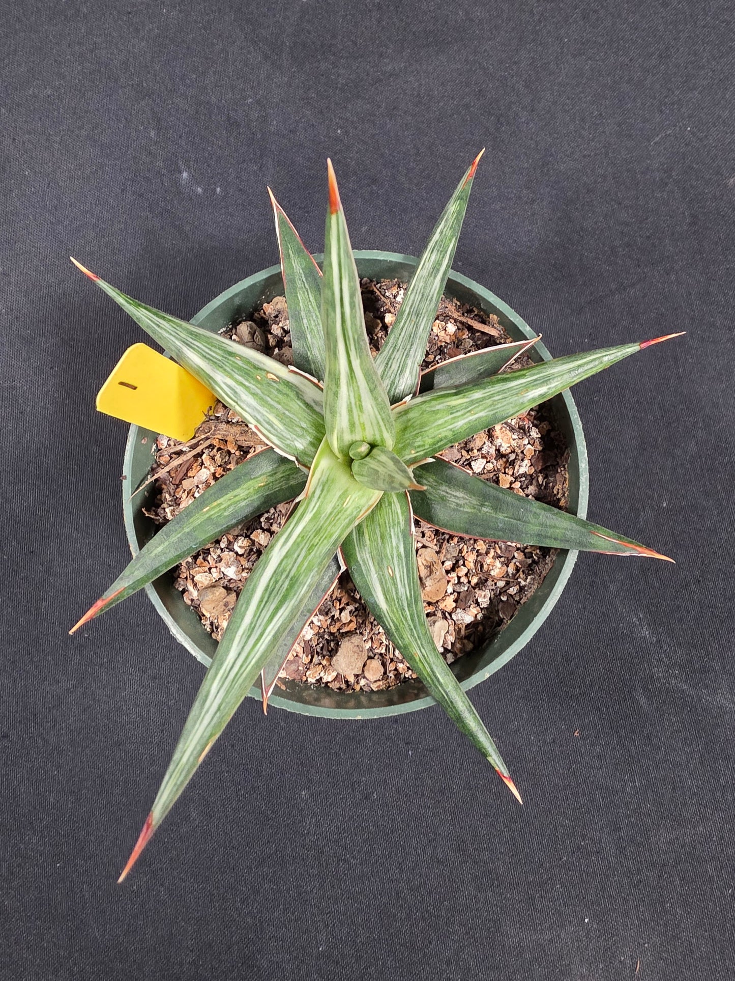 Sansevieria all night star