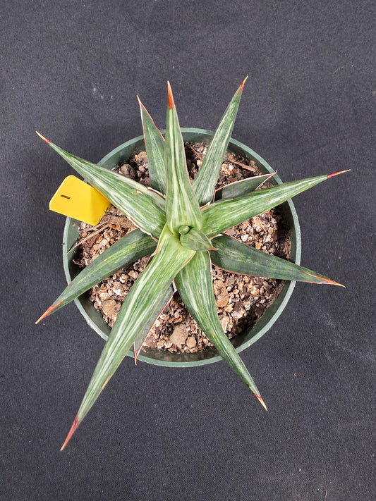 Sansevieria all night star