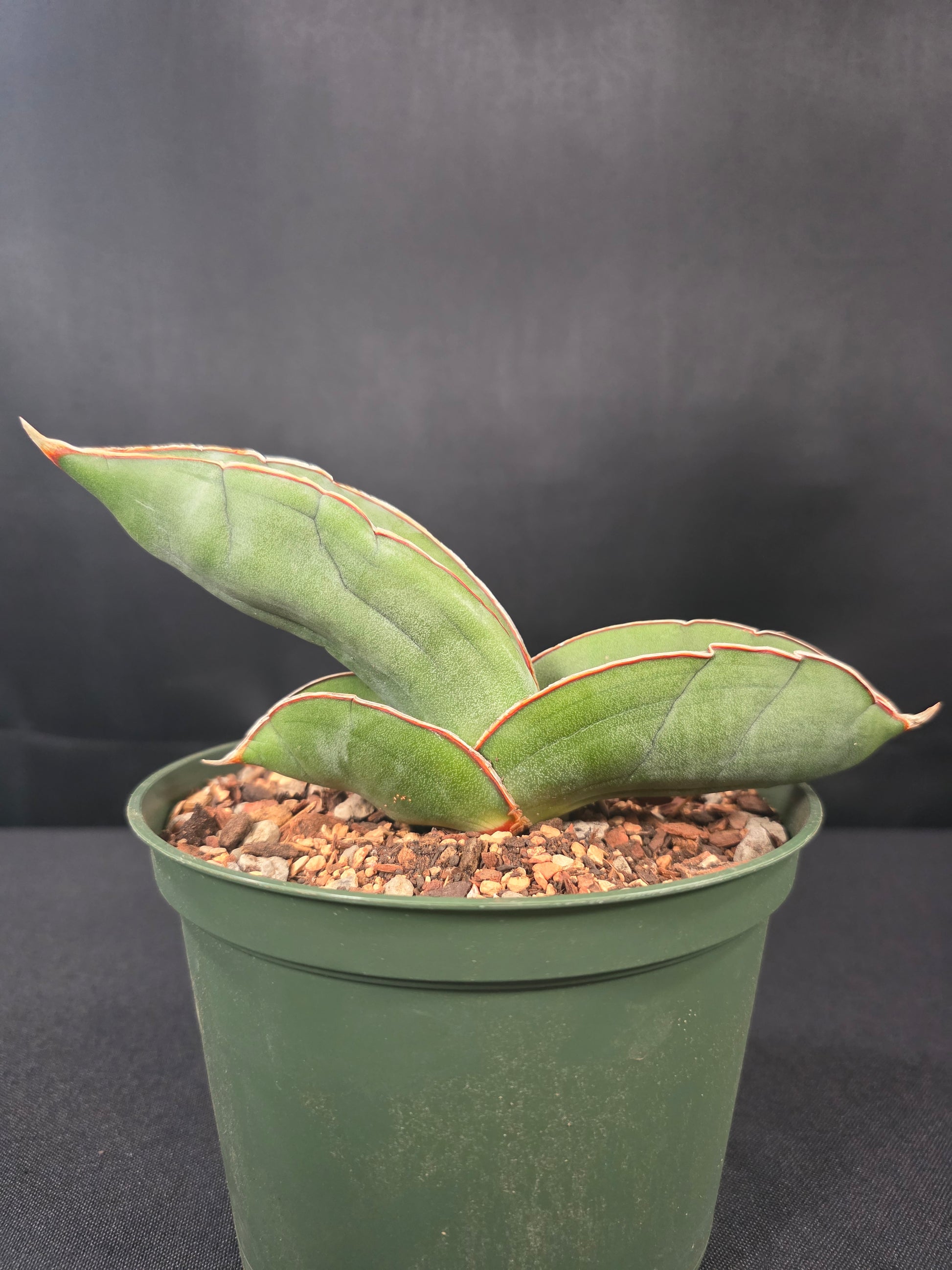 banana sansevieria Sansevieria banana – Poseidon Plants