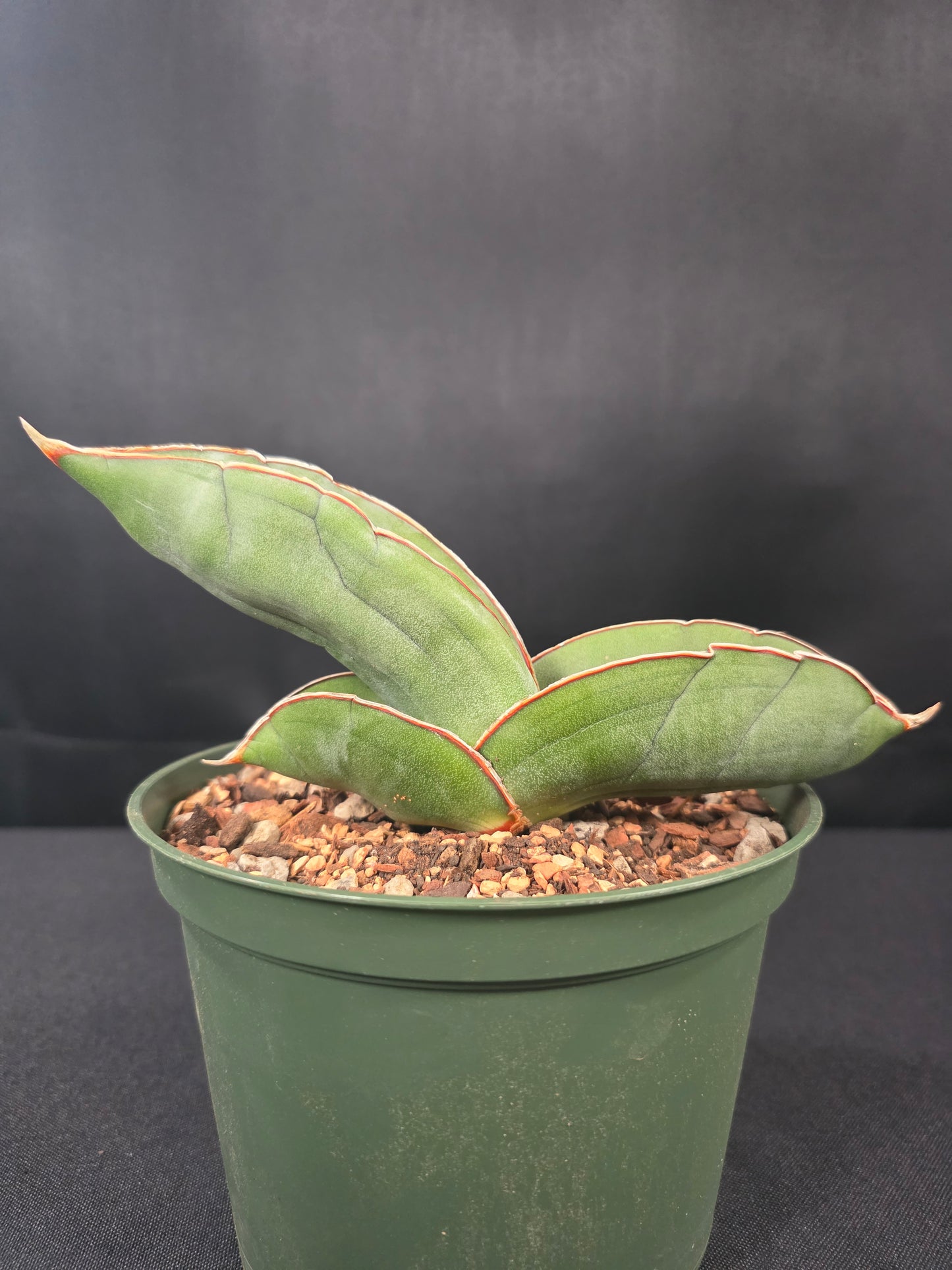 Sansevieria banana