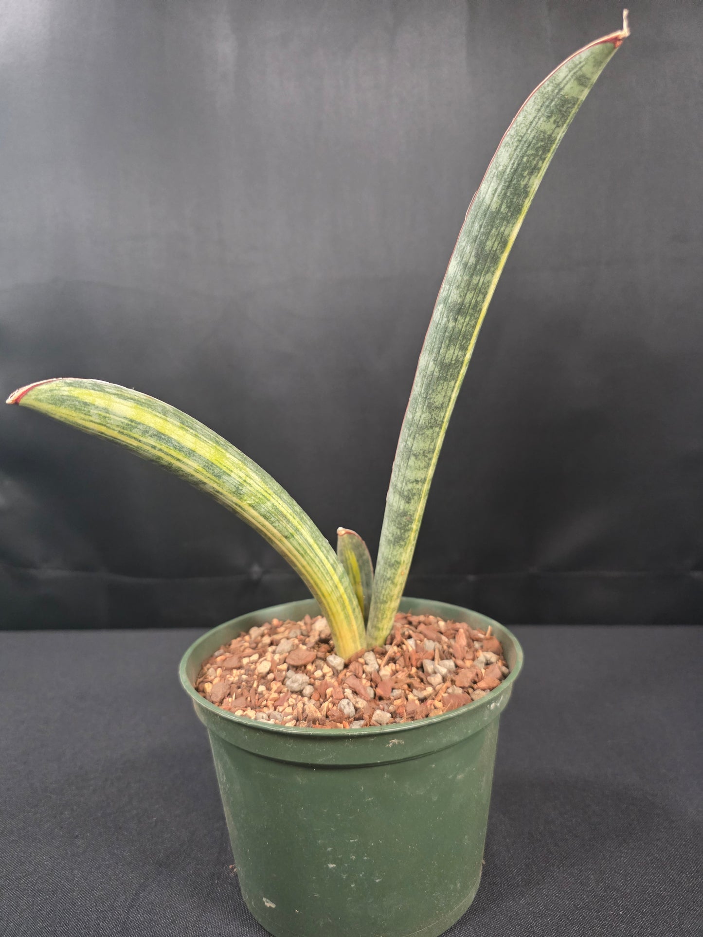 Sansevieria hallii variegated