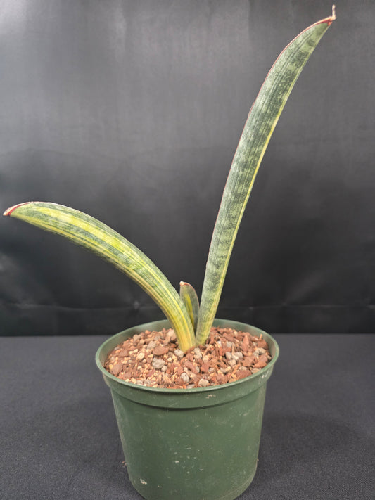 Sansevieria hallii variegated