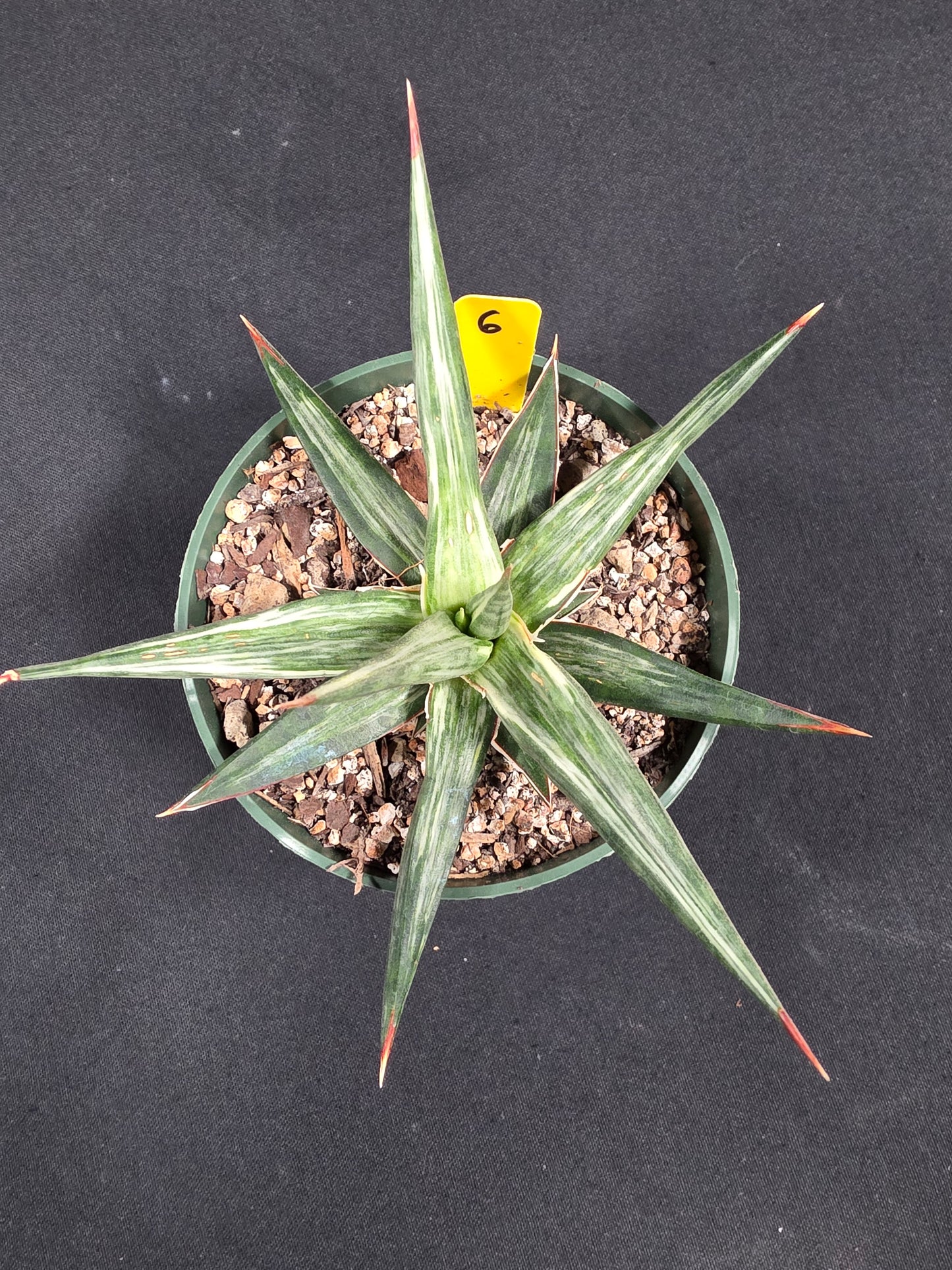 Sansevieria all night star