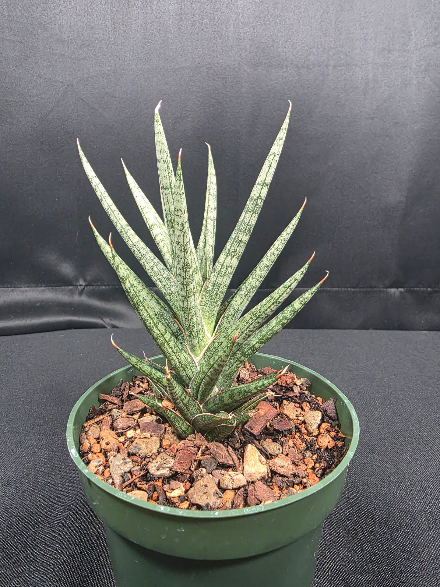 Sansevieria Francisii