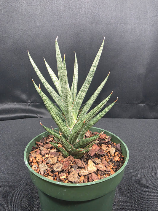 Sansevieria francissii