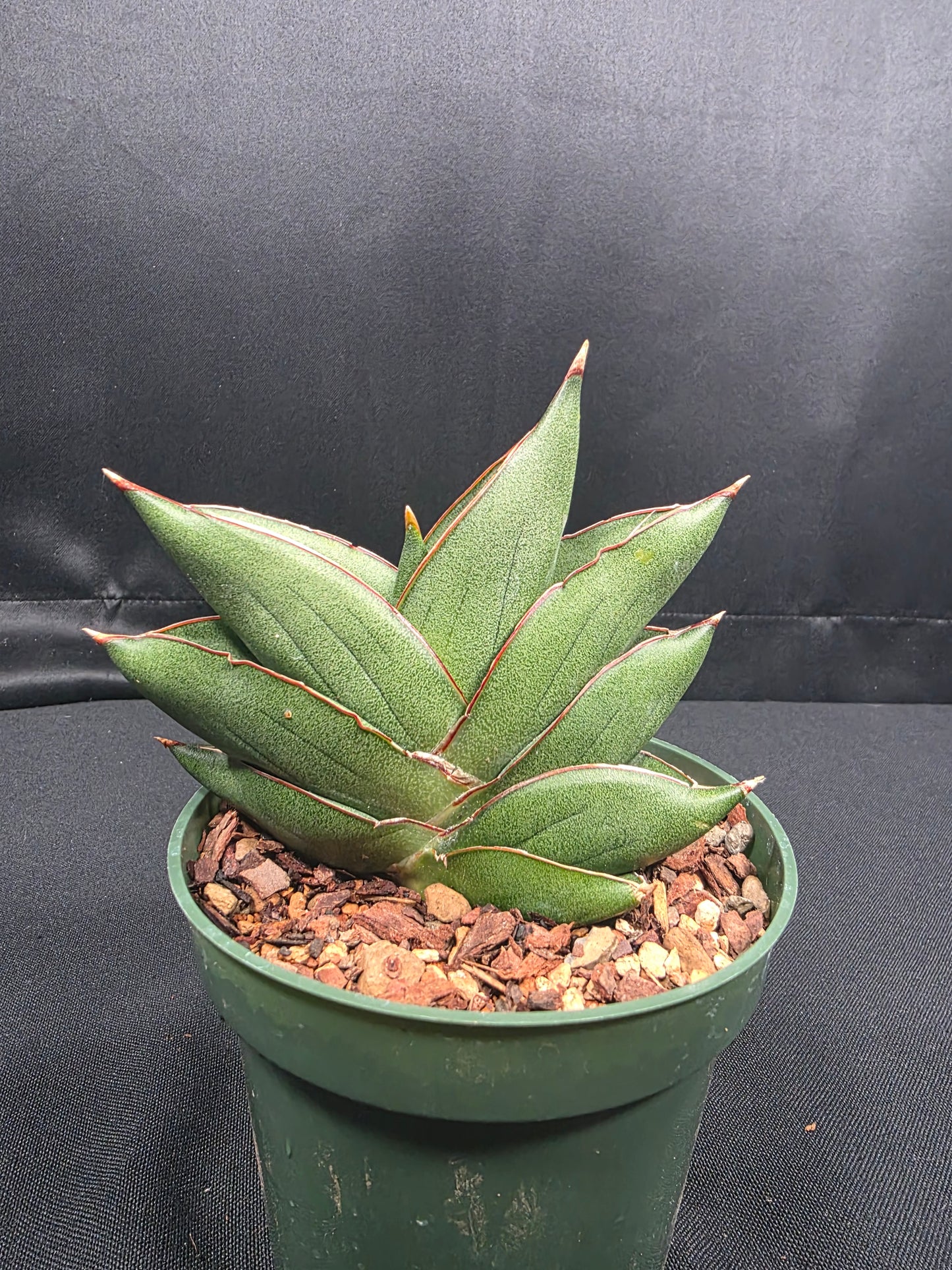 Sansevieria Opera House