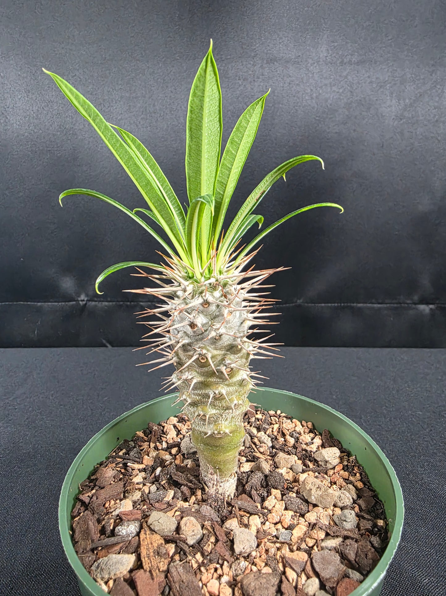 Pachypodium lamerei