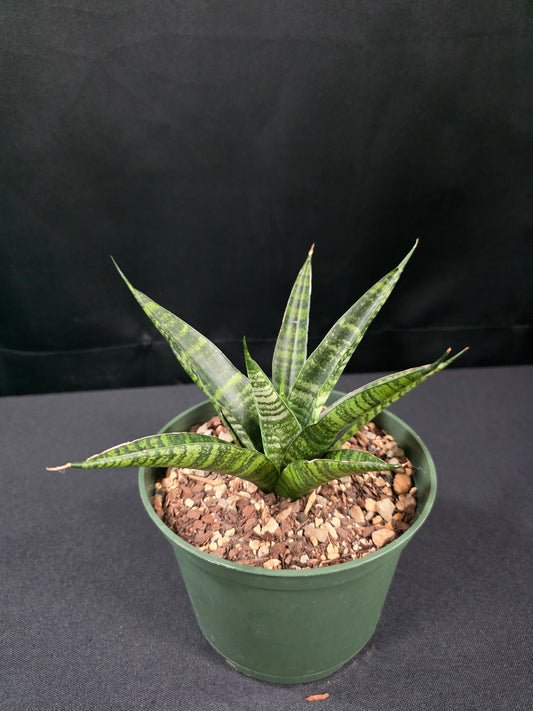 Sansevieria black tiger 01