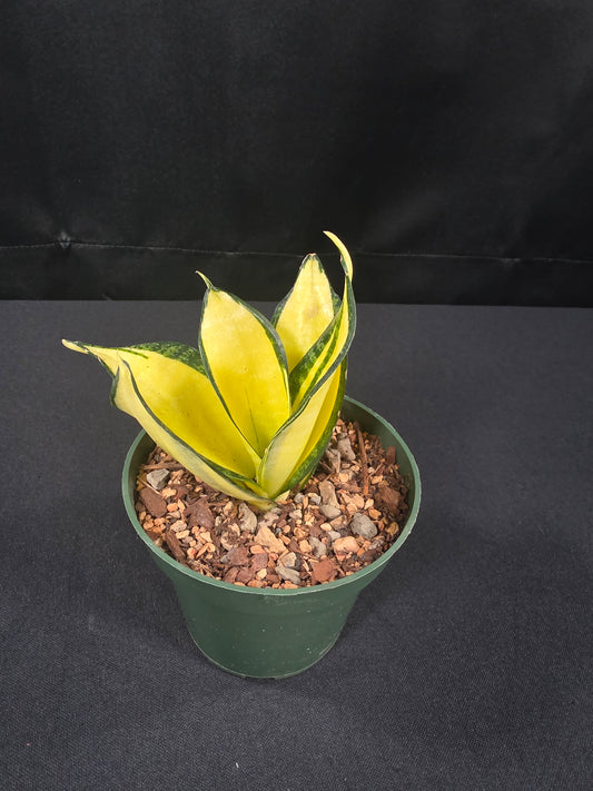 Sansevieria hahnii solid gold
