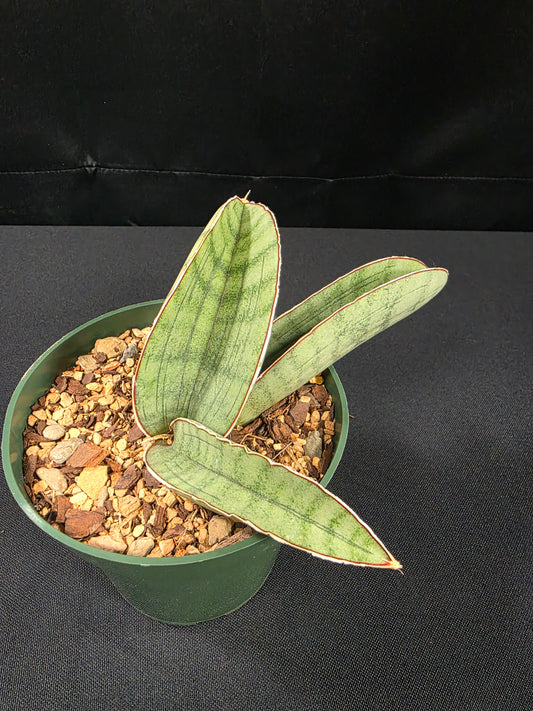 Sansevieria silver bat