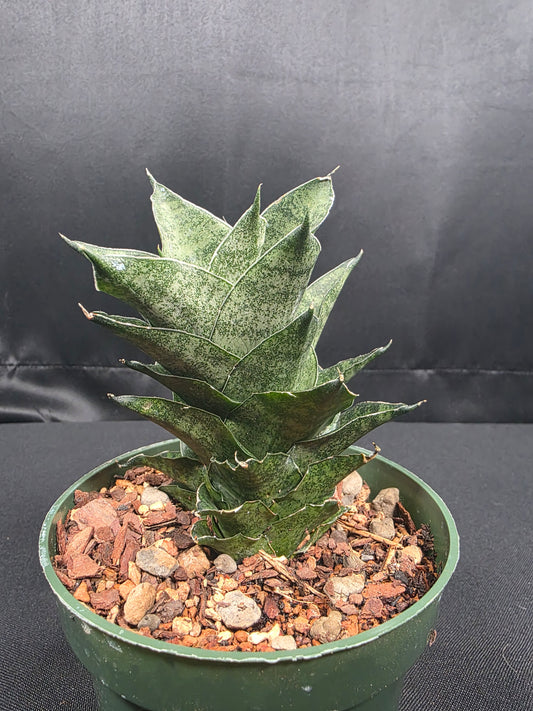 Sansevieria Mahanakorn