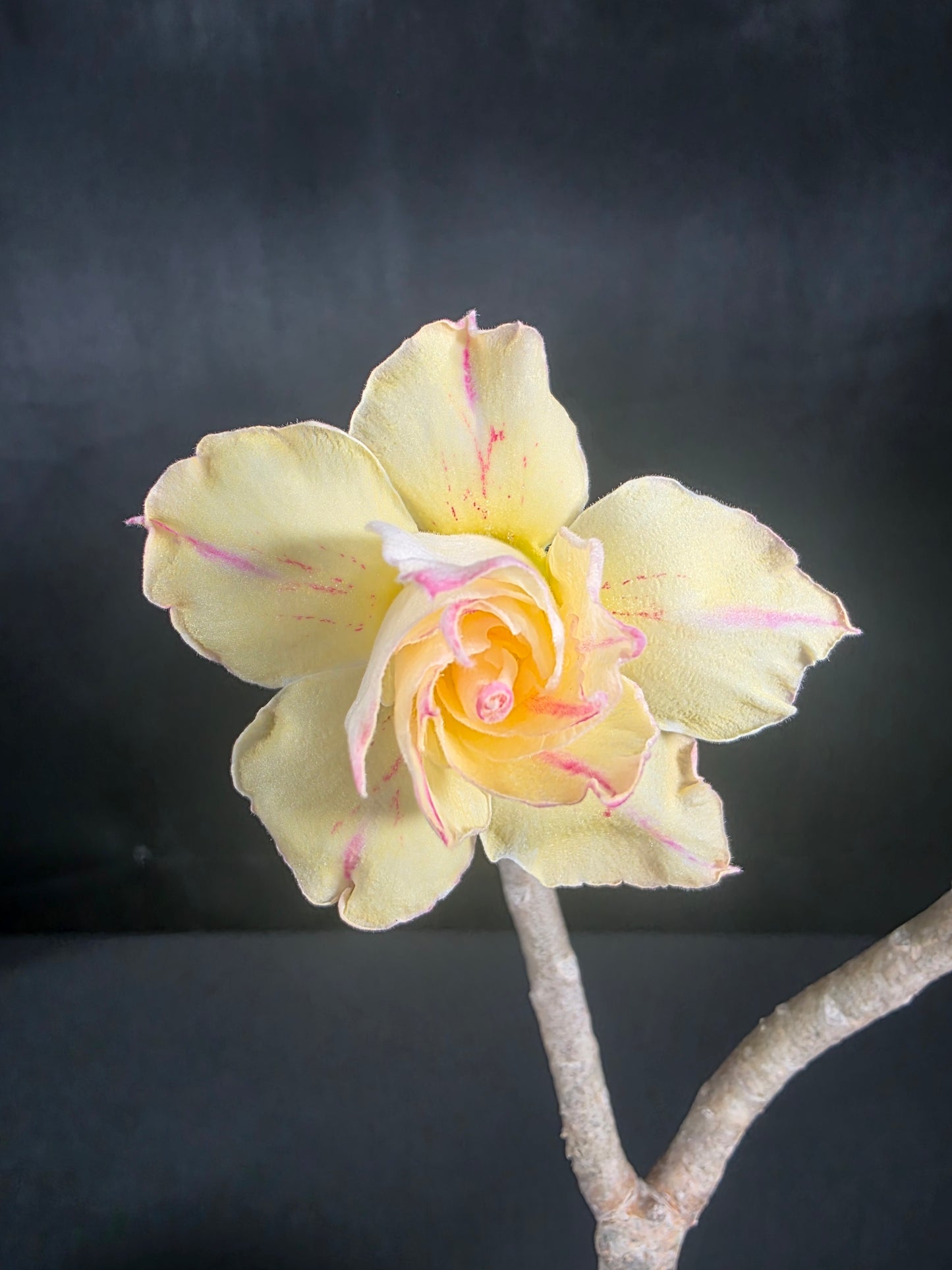 Adenium golden millionaire