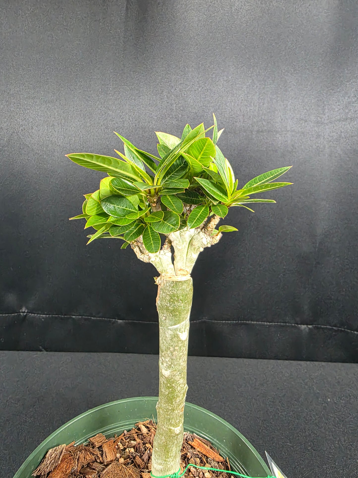 Crested Plumeria Great Wall
