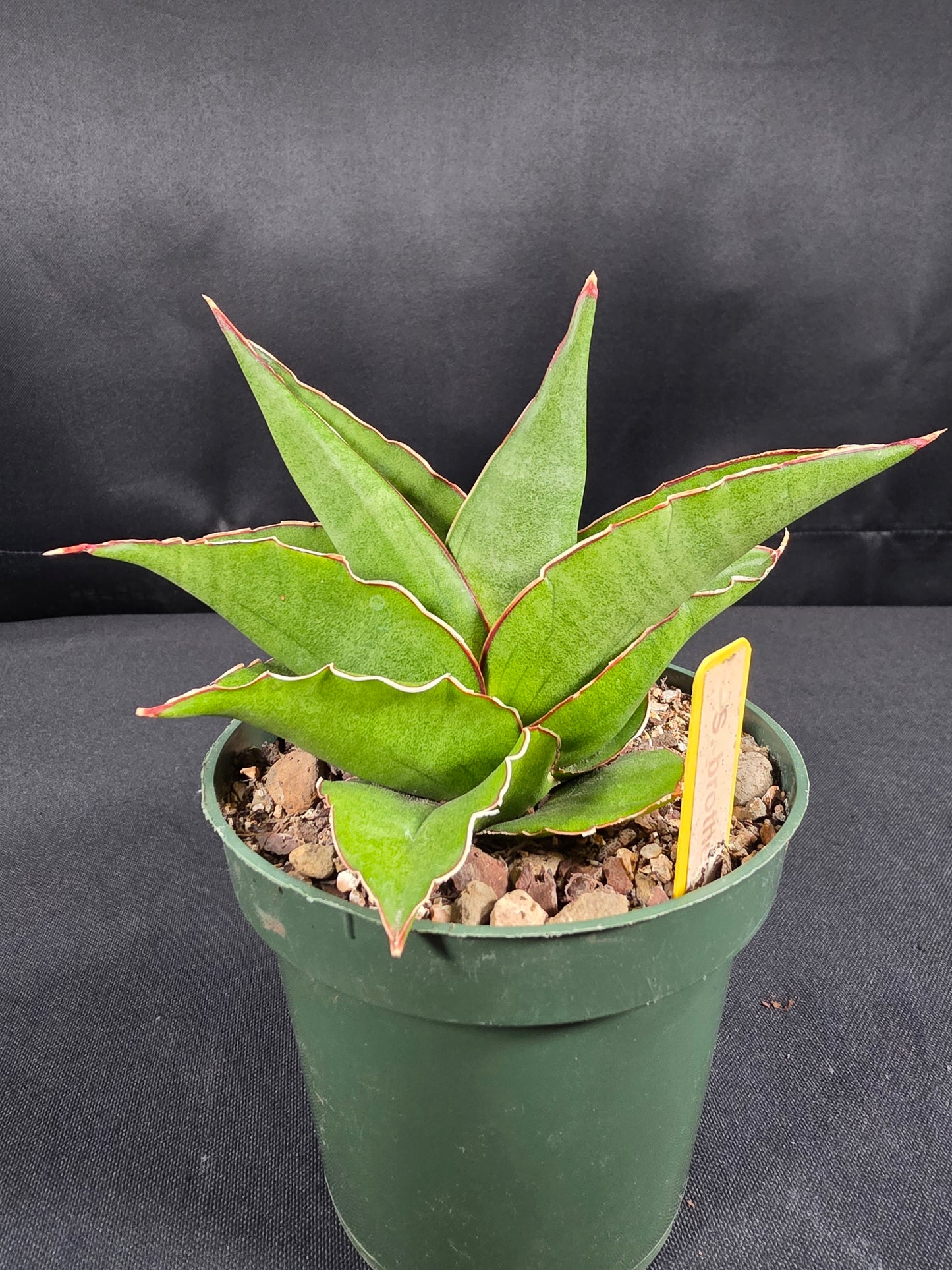 Sansevieria brother