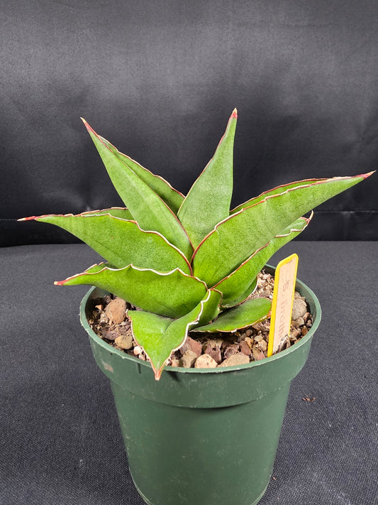 Sansevieria brother