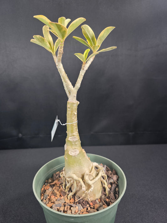 Variegated Adenium (Red)