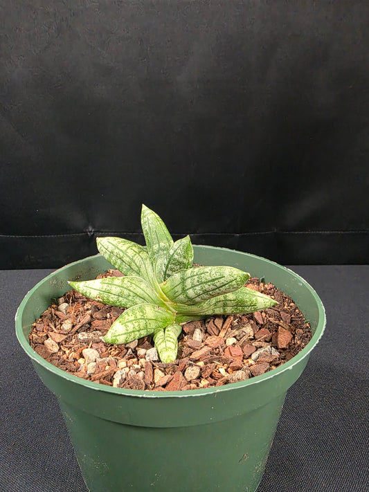 Sansevieria manee 01