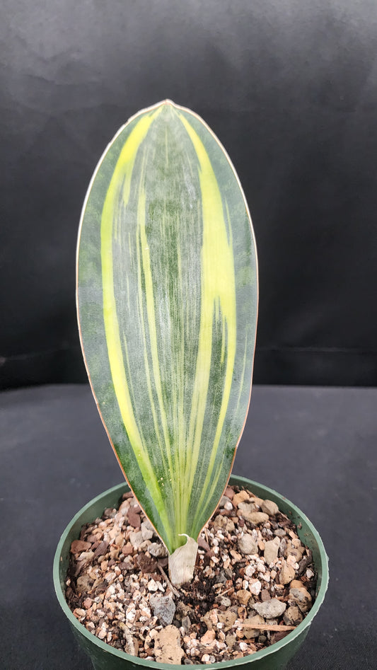 Sansevieria masoniana yellow variegated
