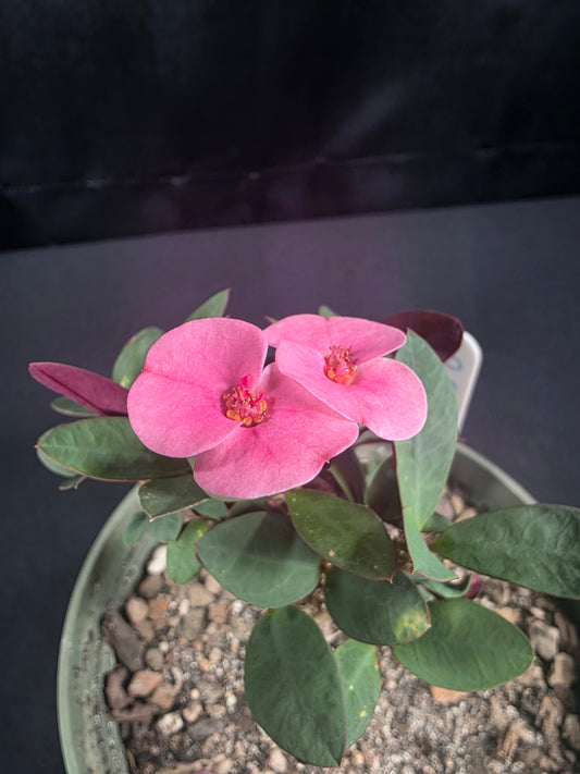 Dwarf Pafun Purple