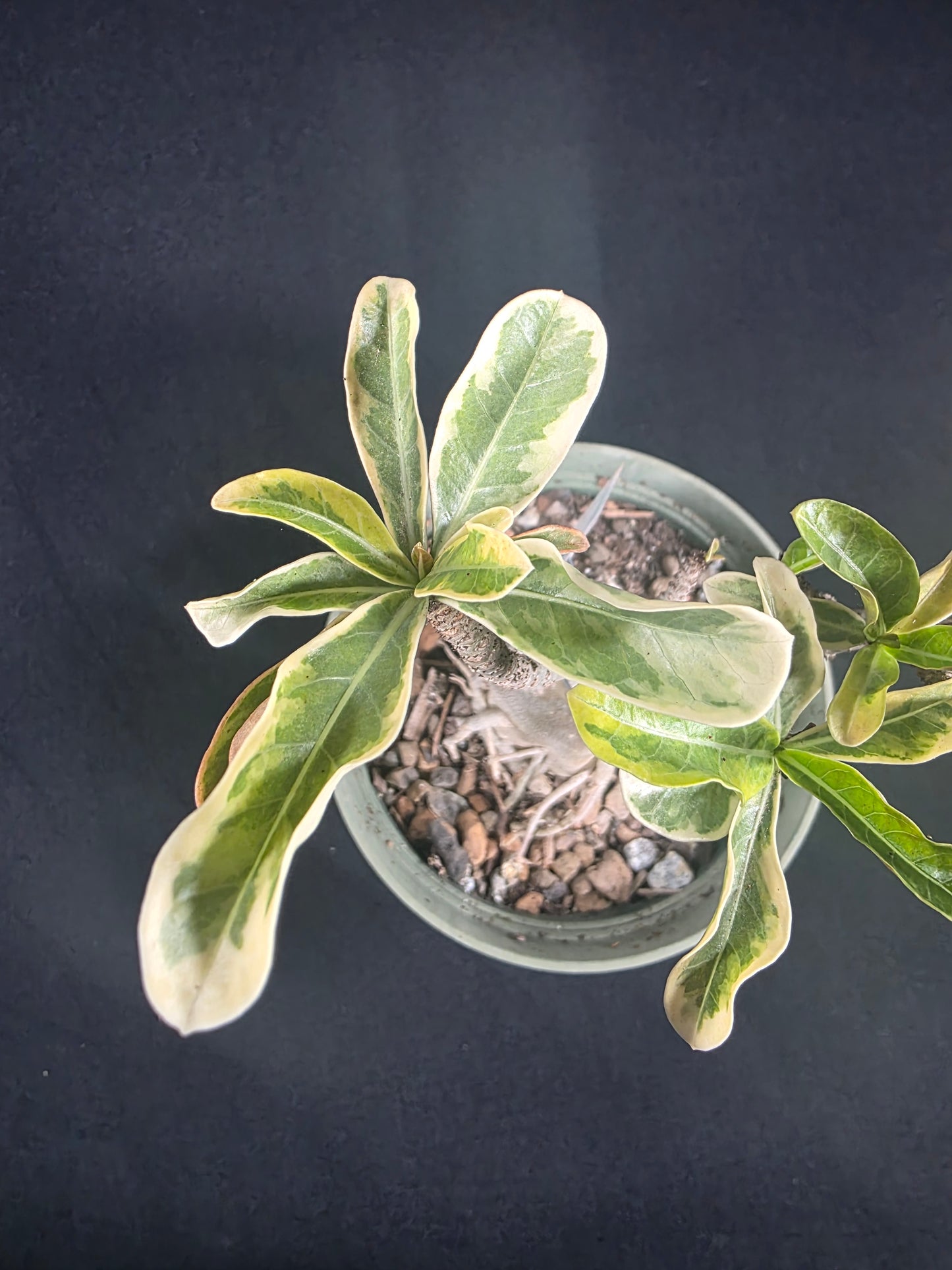 Variegated (Yellow)