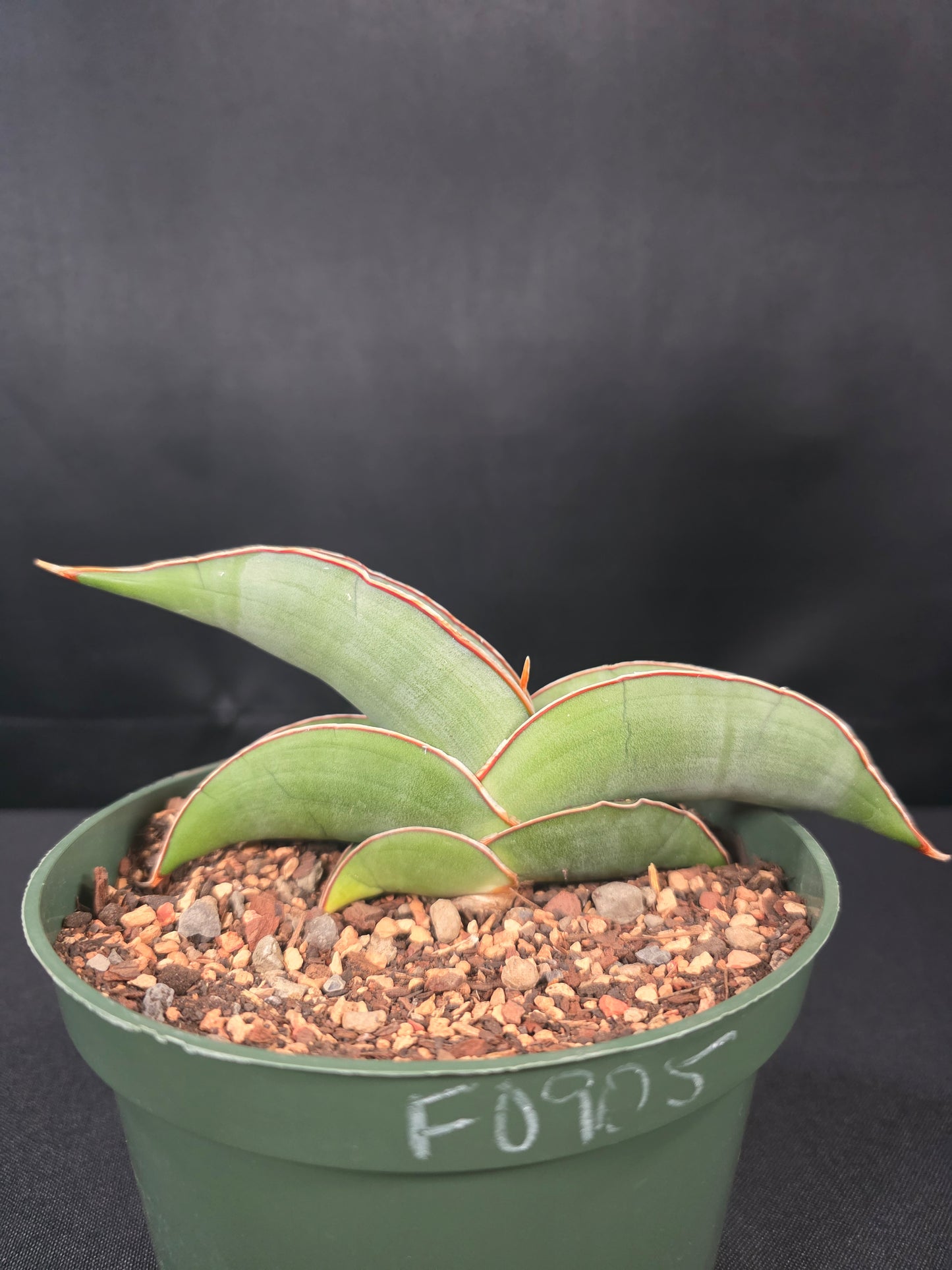 Sansevieria banana