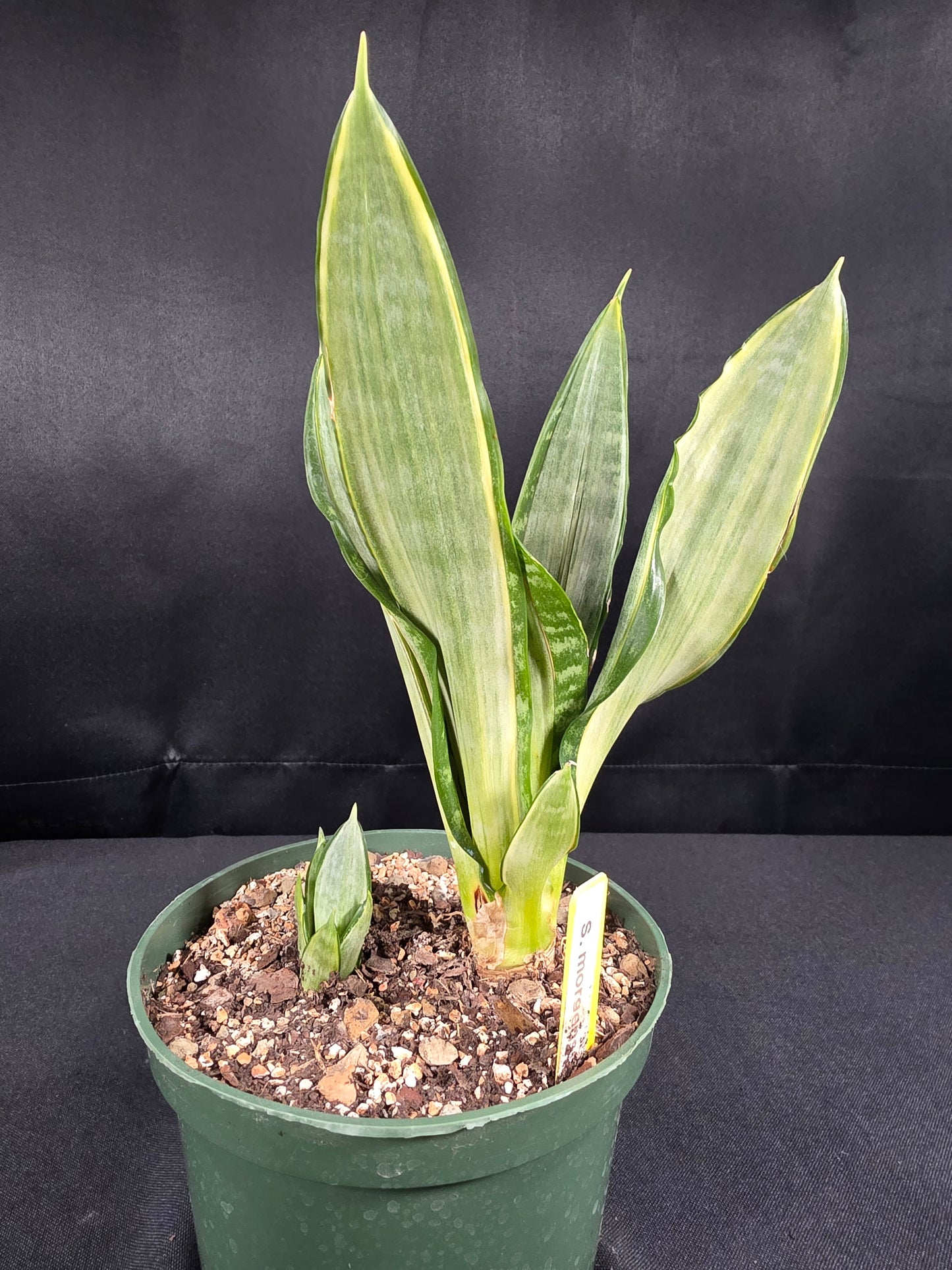 Sansevieria morgenstern