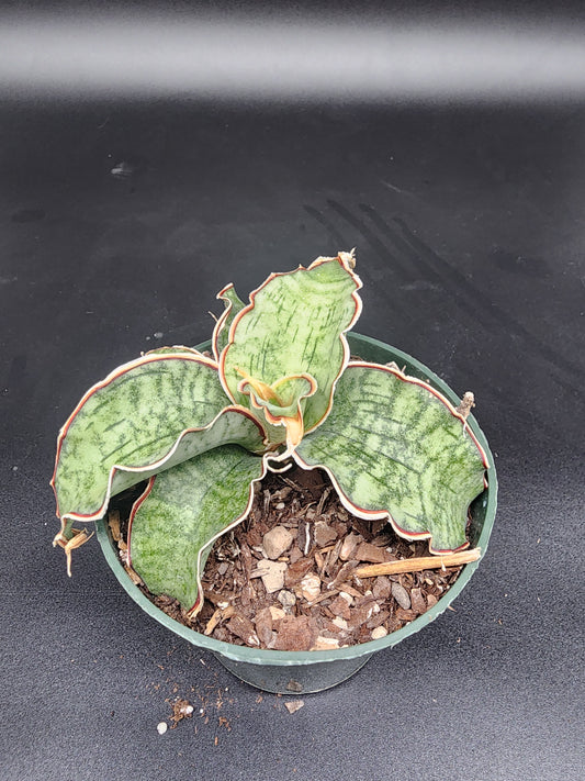 Sansevieria kirkii silver blue