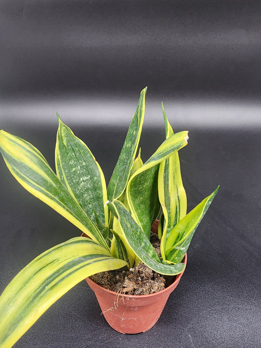 Sansevieria Golden Flame