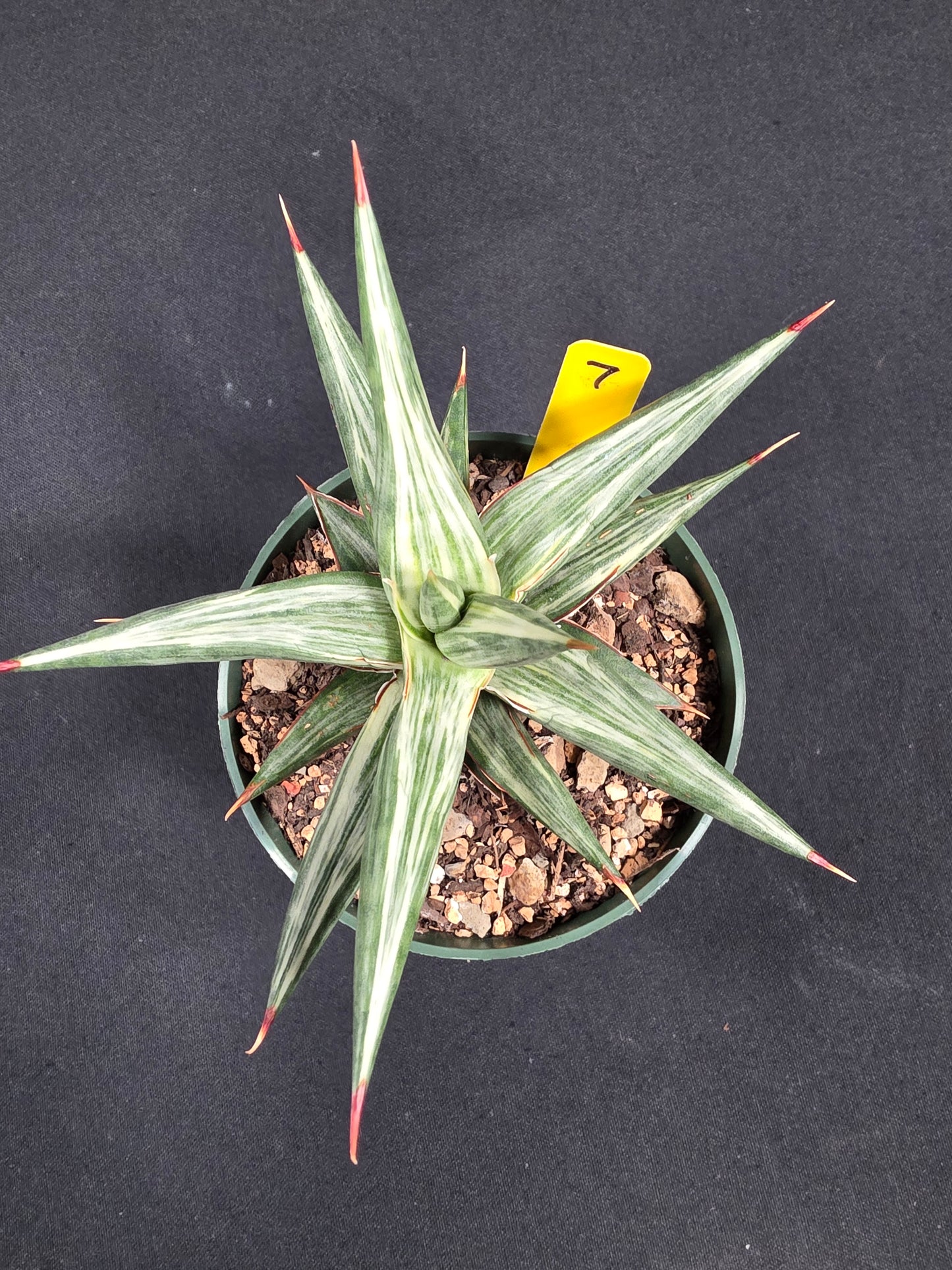 Sansevieria all night star